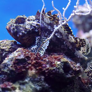 Fish ID - L'Aquàrium Barcelona