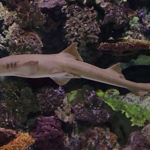 Shark ID - L'Aquàrium Barcelona