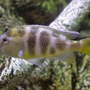 Fish ID - L'Aquàrium Barcelona