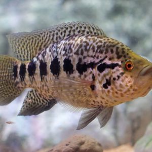 Fish ID - L'Aquàrium Barcelona