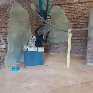 White-Cheeked Gibbons