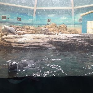 African Penguin/Pink-Backed Pelican Exhibit
