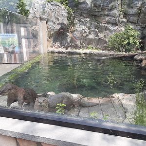 North American River Otters