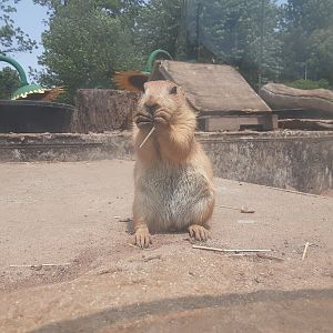 Black-Tailed Prairie Dog