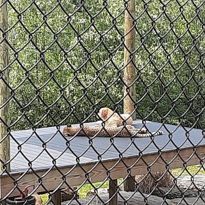 Cheetah/Domestic Dog