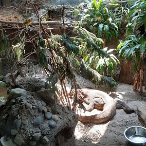 Komodo Dragon/Taveta Golden Weavers