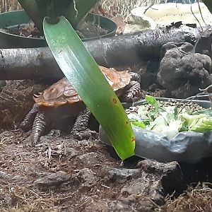 Black-Breasted Leaf Turtle