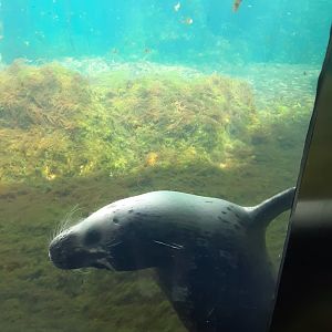 Harbor Seal