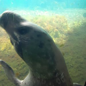 Harbor Seal