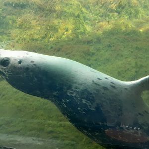Harbor Seal
