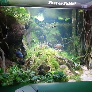 Amazon River Fish Tank