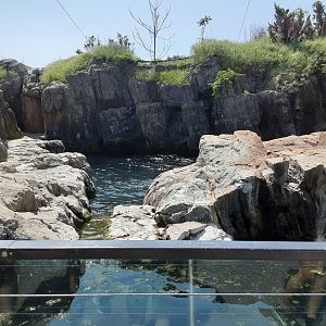 Harbor Seal Exhibit