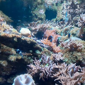 Clownfish Tank