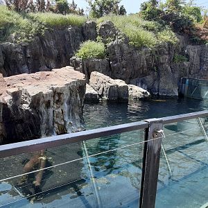 California Sea Lion Exhibit