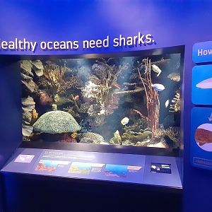 "Healthy Oceans Need Sharks"