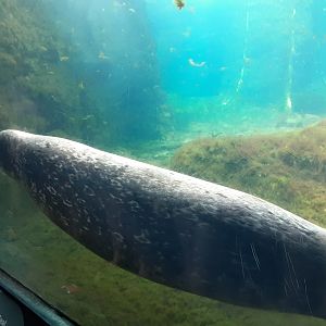 Harbor Seal