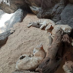 Sand Cats