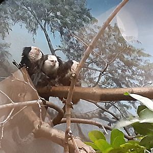 Geoffroy's Marmosets