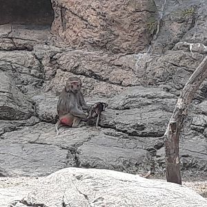 Hamadryas Baboons