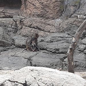 Hamadryas Baboons