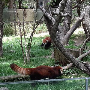 Chinese Red Pandas