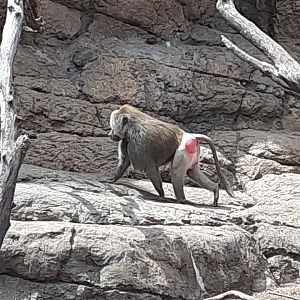 Hamadryas Baboon