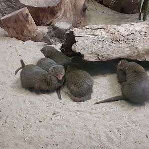 Dwarf Mongooses