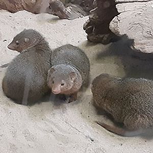 Dwarf Mongooses