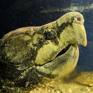 Alligator Snapping Turtle