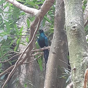 Long-Tailed Glossy Starling