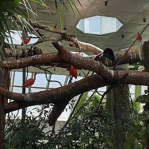 Tropics Aviary