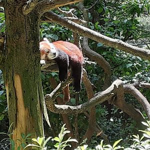Himalayan Red Panda