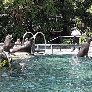 California Sea Lions