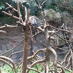 East Javan Langurs