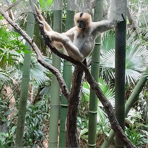 White-Cheeked Gibbon