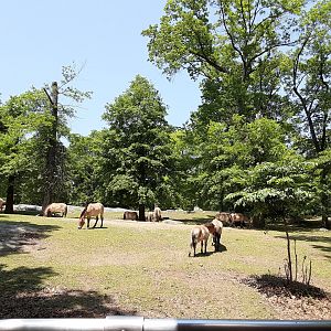 Przewalski's Wild Horses