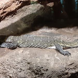 Nile Monitor