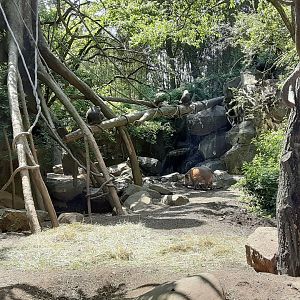 Red River Hogs/Mandrills