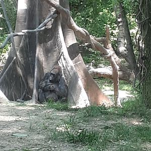 Western Lowland Gorilla