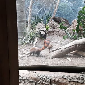 Ring-tailed Vontsiras