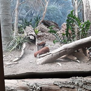 Ring-tailed Vontsiras