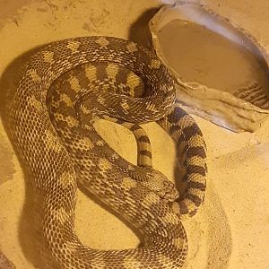 Pine Snake in Children's Zoo