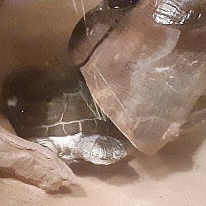 East African Black Mud Turtle