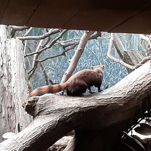 Ring-tailed Vontsira