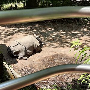 Greater One-horned Rhinoceros