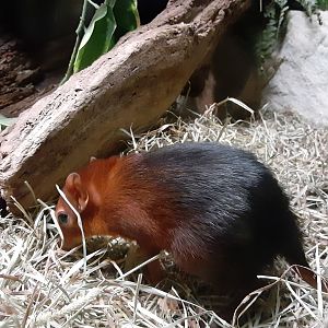 Black-and-Rufous Elephant Shrew