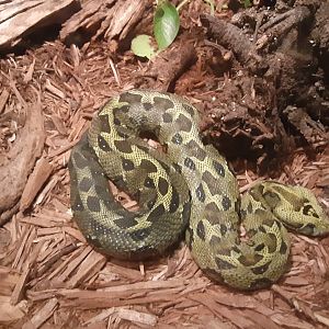 Ethiopian Mountain Viper