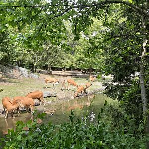 Pere David's Deer Herd