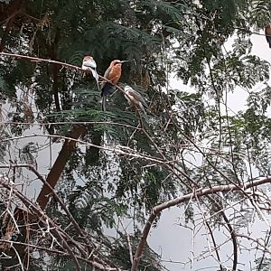 White-Fronted and White-Throated Bee-Eaters