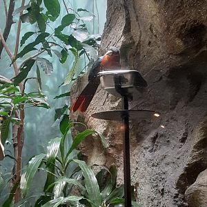 Chestnut-Breasted Malkoha